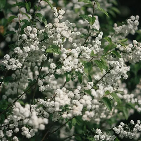 Bed and breakfast Le Batesine 3*